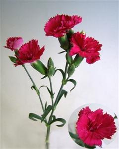 Dianthus caryophyllus (Spray) Shinkuno-Mai.jpg